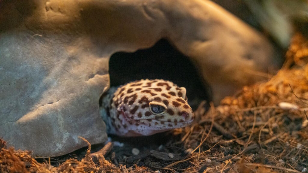 Close-up of a leopard gecko partially in its burrow, showcasing its natural environment.