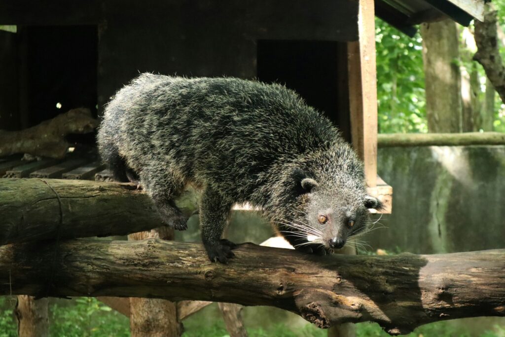 A gray creature stands on a branch, surrounded by greenery, showcasing its natural habitat.