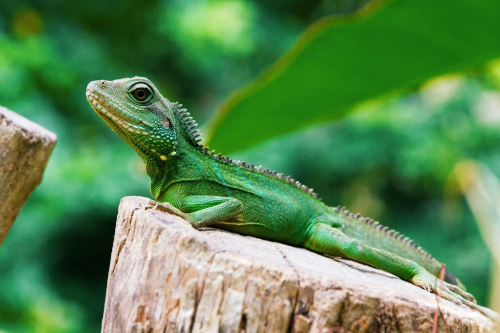 An iguana lizard perched on a wooden stump, showcasing its vibrant green scales and relaxed posture in a natural setting.