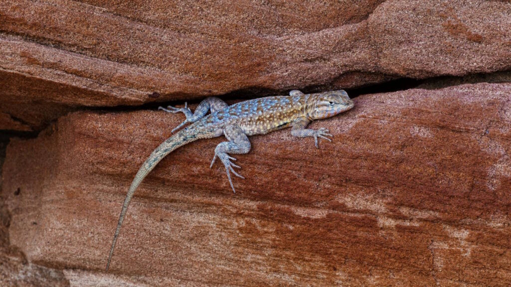 Close-up of a lizard nestled in a rock crevice, seeking shelter and stability during brumation.