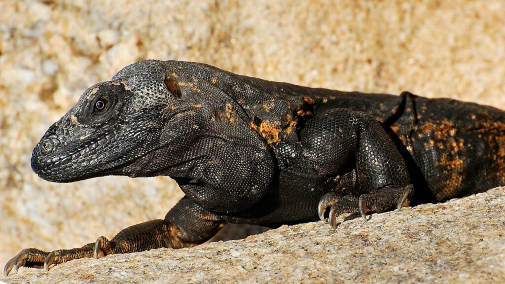 Black orange Mexican beaded lizard climbing up a lrage rock