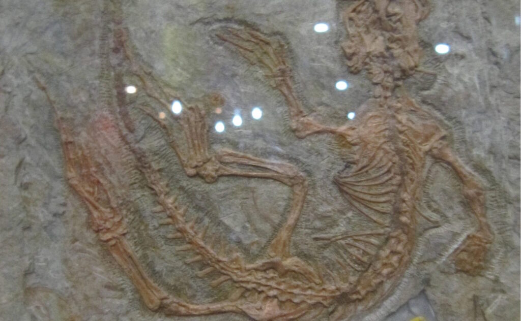 Fossilized skeleton of a small prehistoric reptile embedded in rock, showing distinct limb and spine structure.