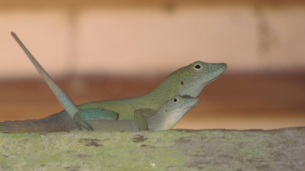 Two green anole lizards mating on a mossy surface