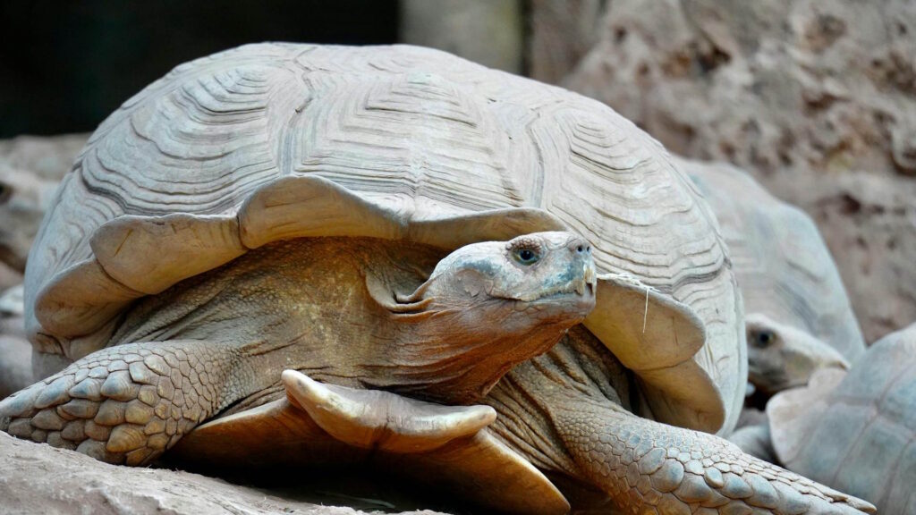 Detailed shot of an African spurred tortoise resting on rocky terrain.