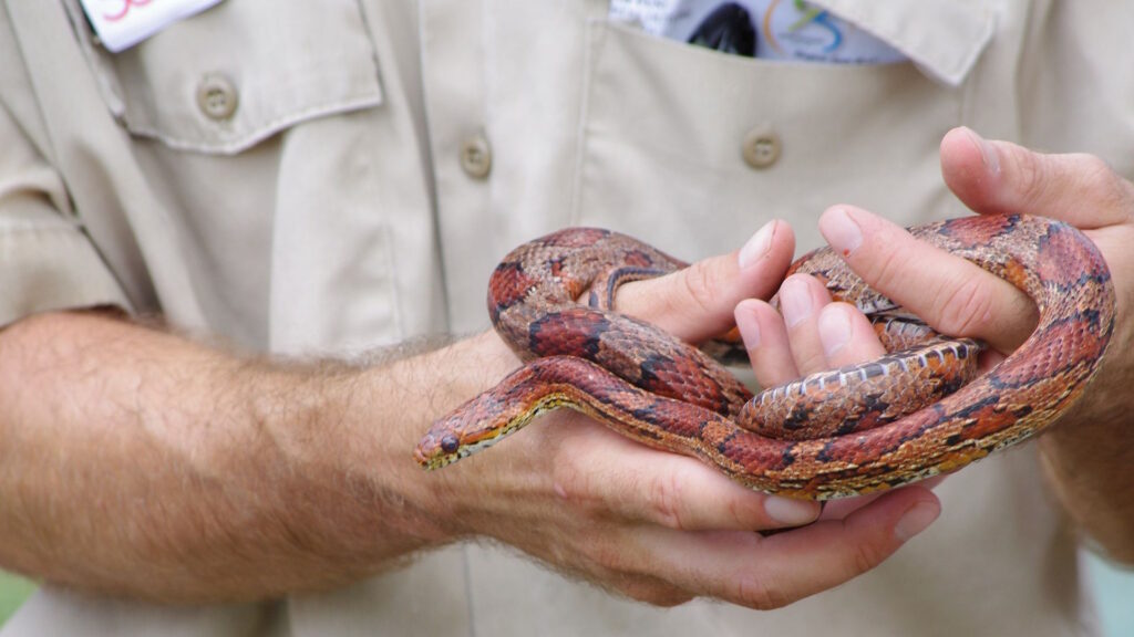 A man gently holds a snake in his hands, showcasing a moment of connection with the creature.