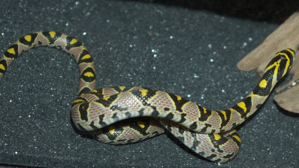 A brightly patterned Mandarin rat snake with yellow, black, and orange markings on a dark surface.