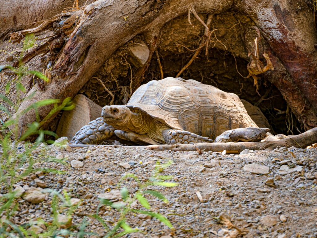A turtle rests in a hole beneath a tree, surrounded by earthy soil and roots, enjoying a peaceful moment in nature.