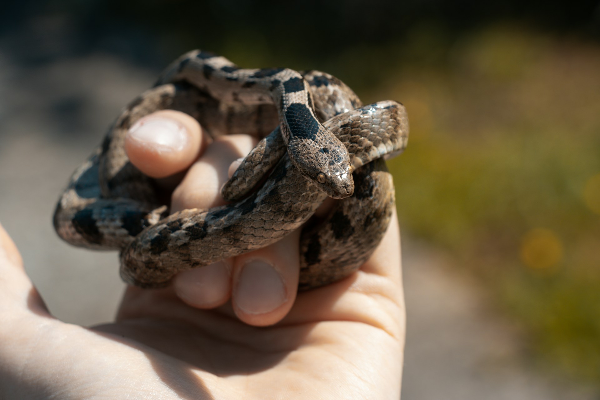 A person gently holds a snake in their hand, showcasing its smooth scales and vibrant colors against a natural backdrop.