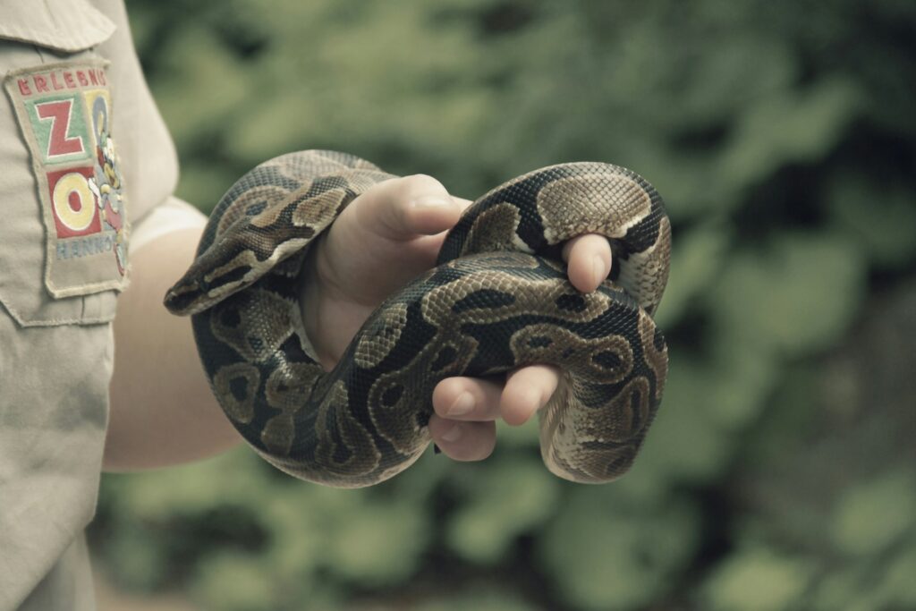 A person holds a snake in their hand, illustrating a moment of fascination with wildlife and the beauty of the creature.