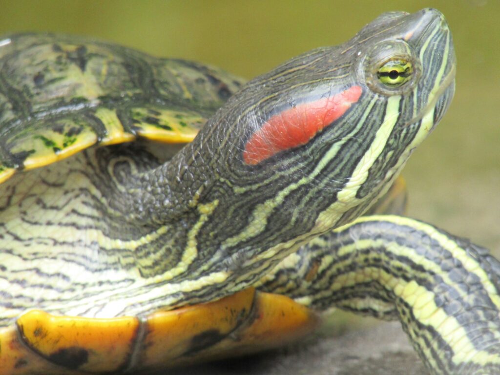 Close-up of a red-eared slider turtle, emphasizing its textured shell and the bright red marking near its ear.