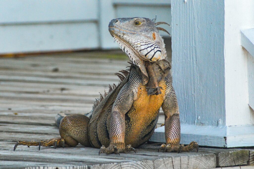 A large lizard rests on a wooden porch, blending with the natural surroundings in a sunny outdoor setting.