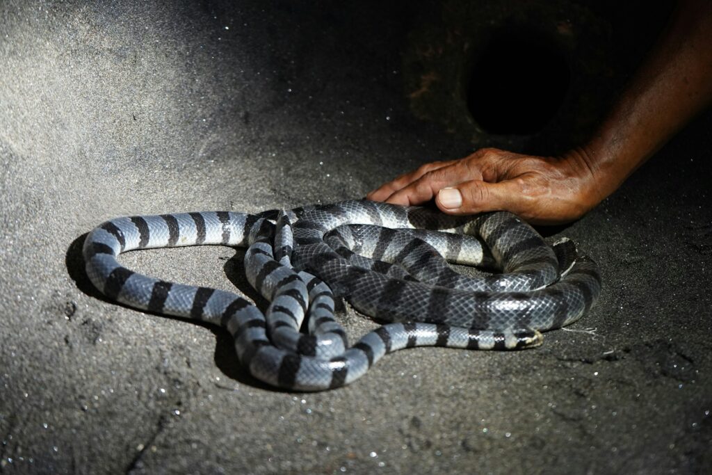 A person interacts with a snake on the ground, capturing a moment of curiosity and respect for the animal.