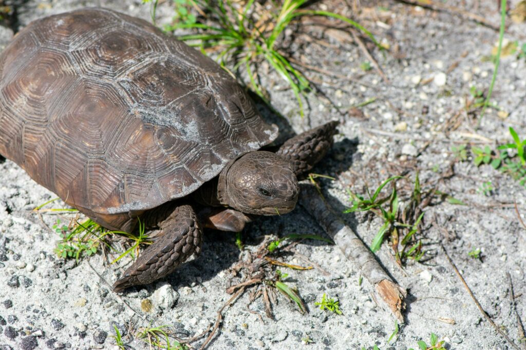 A tortoise moving across the ground, with lush grass nearby, showcasing its natural habitat.
