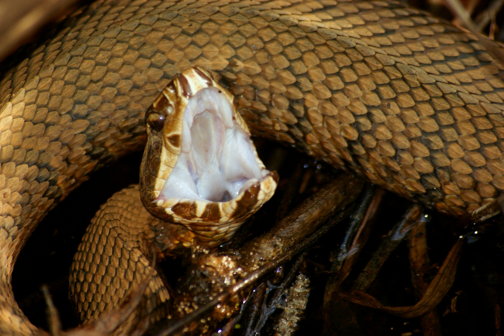 The Deadliest Snakes on Earth – Which Ones Have the Most Potent Venom?