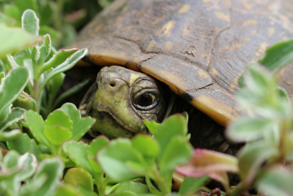 A turtle curiously peeks out from beneath vibrant green foliage, blending into its lush surroundings.