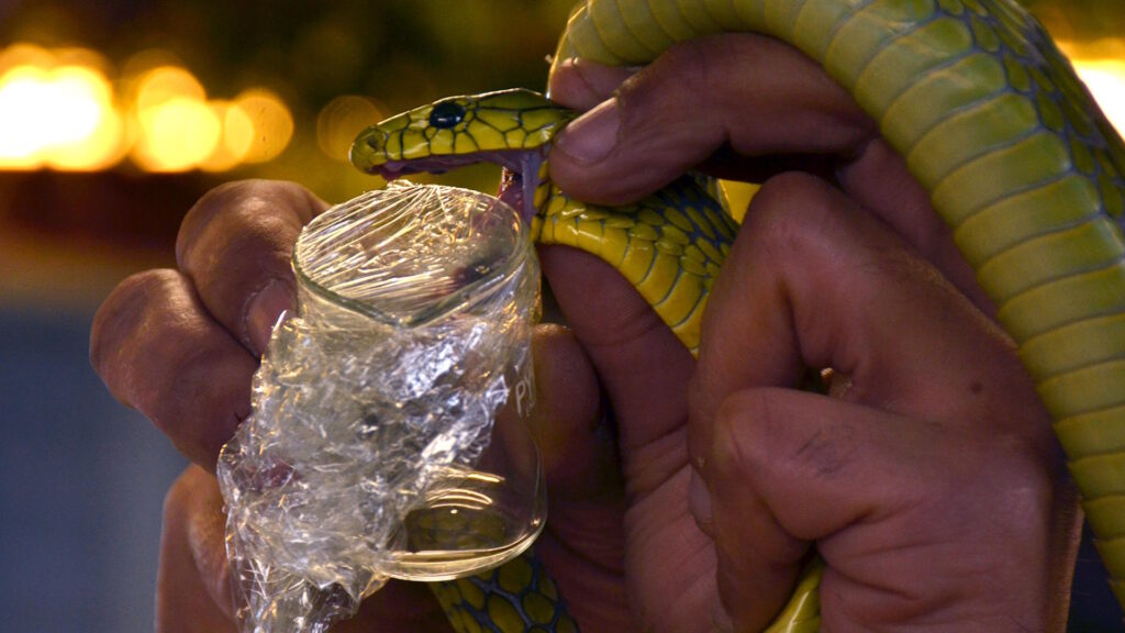 A person holds a yellow and green snake while it bites into a plastic-covered glass container to extract venom for antivenom production.