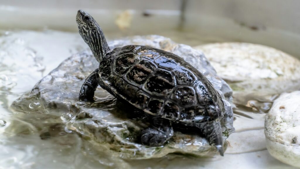 A turtle rests on a rock in a serene pond, surrounded by calm water and gentle reflections of the sky.