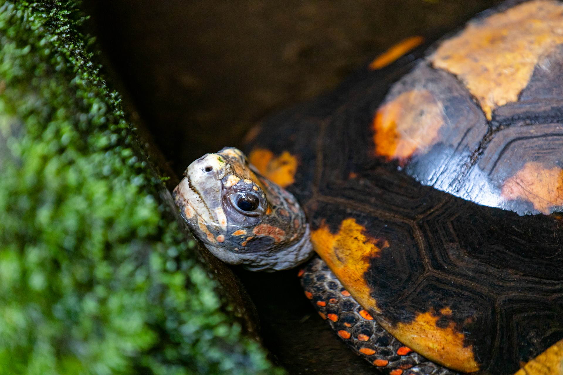 Why Some Turtles Are Born With Two Heads – Reptilekingz