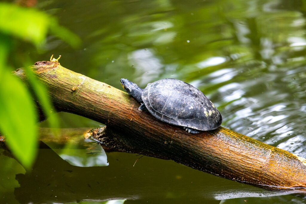 A turtle perched on a branch over calm water, blending into its tranquil environment.