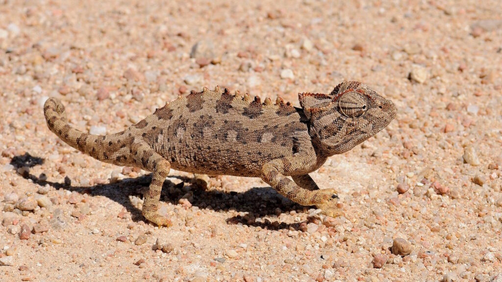 A Namaqua chameleon walking across sandy terrain, its body displaying muted earth-toned colors.