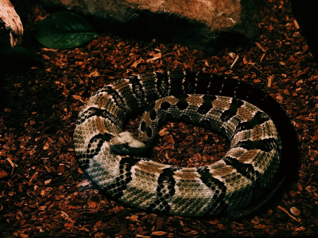 A curled snake resting on the ground, blending into its natural surroundings.