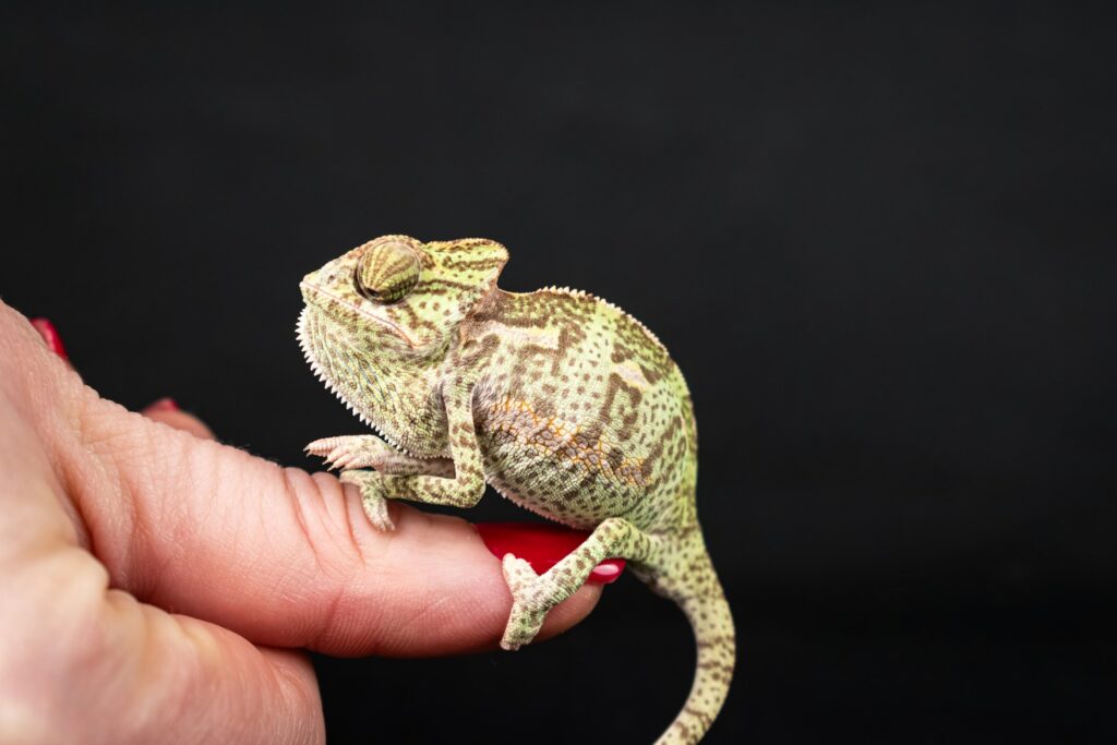 A small green and brown chameleon balanced on a finger, displaying its unique skin texture and color variations.