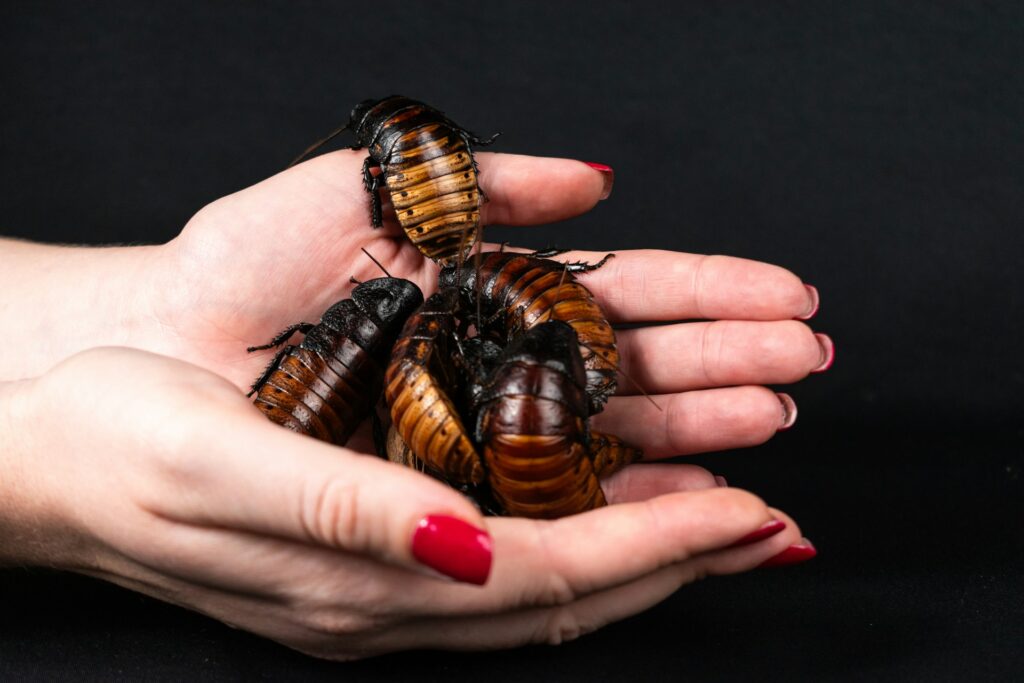 A close-up of a person’s hands gripping several cockroaches, highlighting the insects' distinct features and colors.