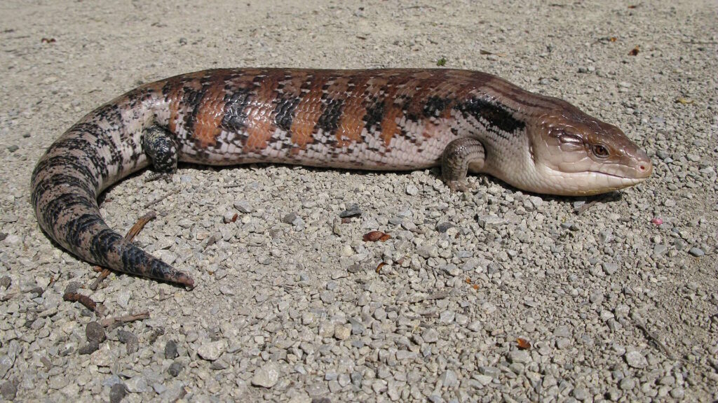 Northern blue-tongued skink resting on gravel with its body stretched out.