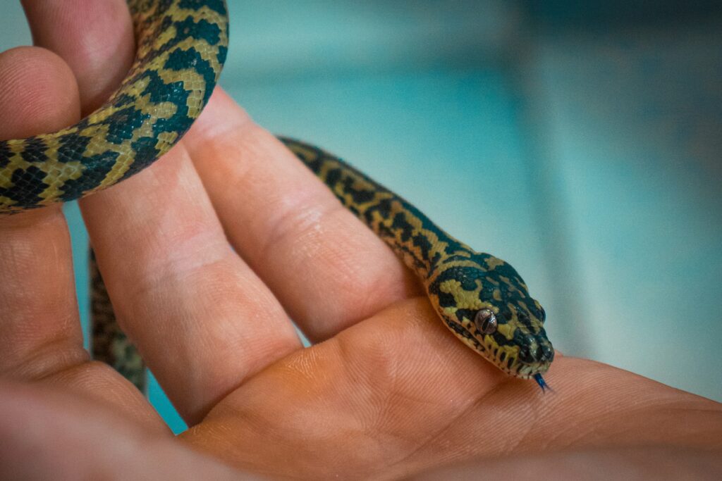 A small snake is held in a person's hand, capturing the moment of interaction between human and reptile.