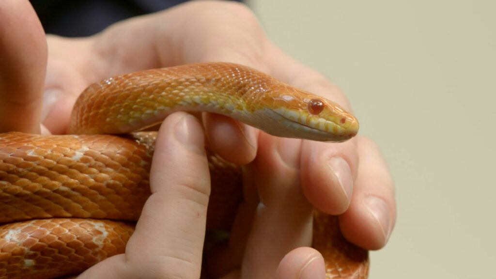 A person gently holds a snake, cradling its head in their hands, showcasing a moment of connection with the creature.