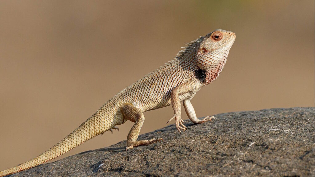 An Oriental Garden Lizard basking in the sun to raise its body temperature after emerging from brumation
