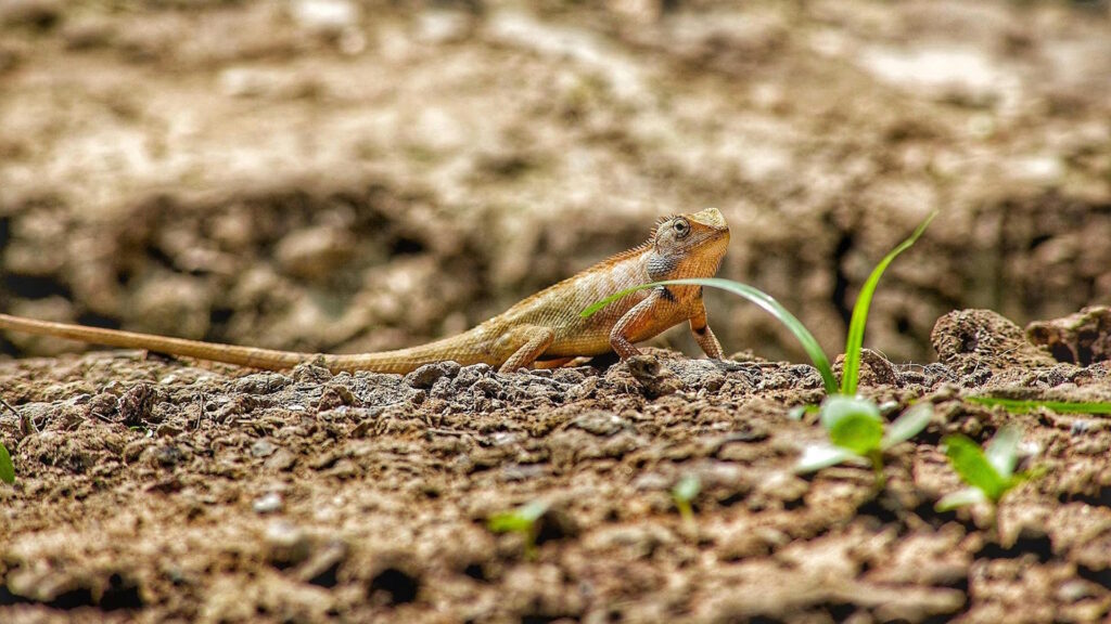 Oriental garden lizard on rocky soil surrounded by sparse green grass, poised and alert in natural daylight.