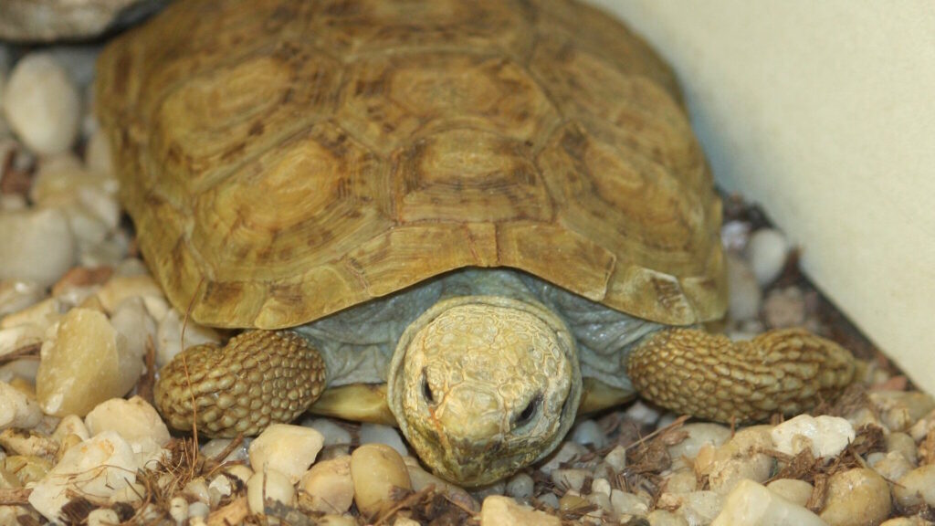 A close-up image of a Pancake Tortoise lying flat on a bed of small rocks