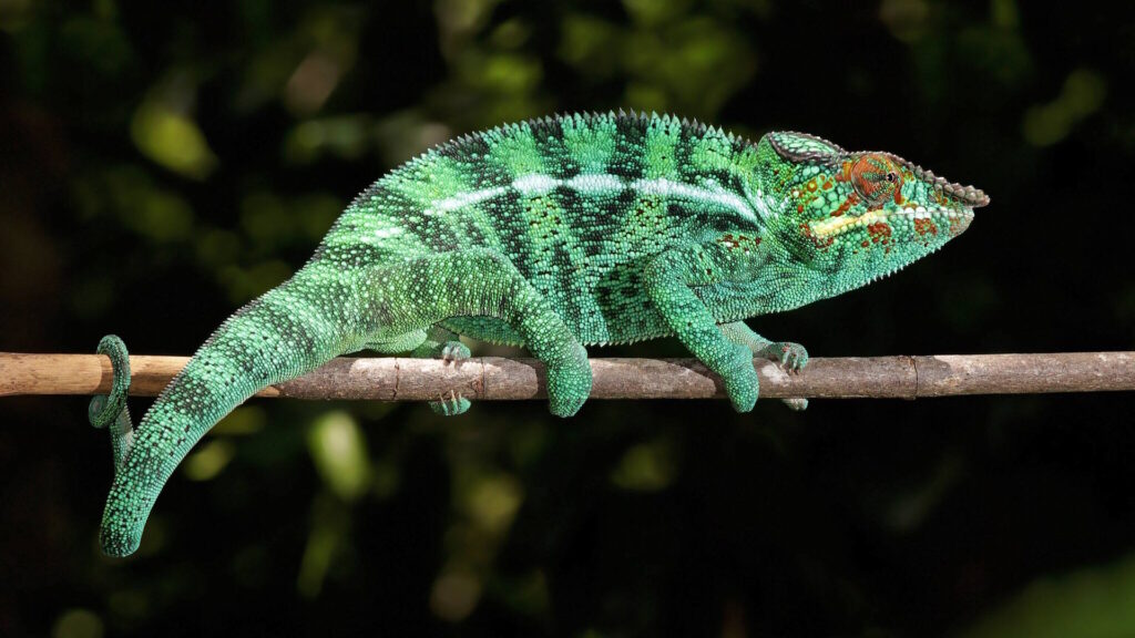 A vividly colored panther chameleon perched on a branch, showcasing its bright green, blue, and red scales against a dark forest background.