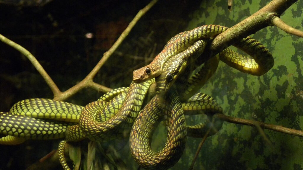 A group of Paradise flying snakes intertwined on tree branches in a terrarium