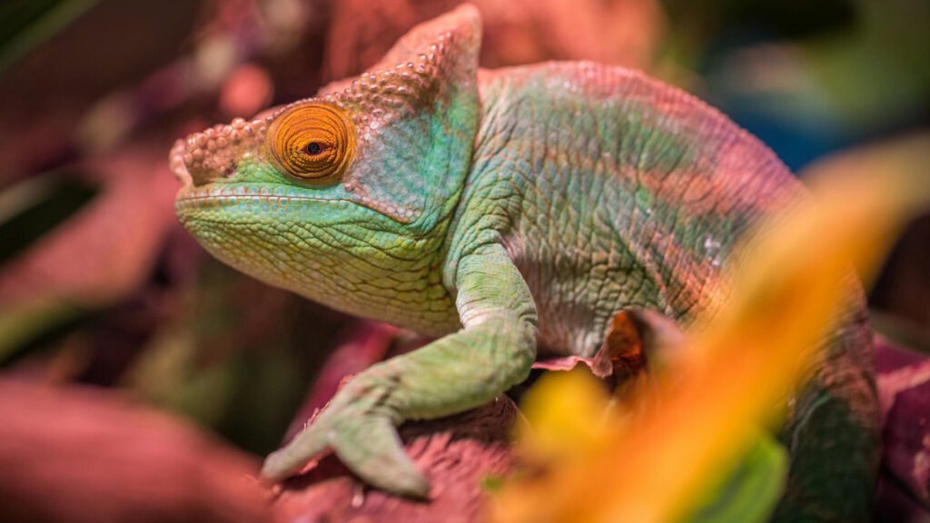 Close-up of a chameleon sitting on a tree branch, highlighting its textured skin and natural coloration.