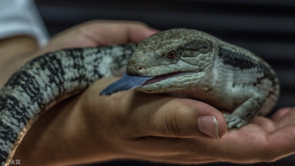 A hand gently holding a blue-tongued lizard, showcasing its distinctive blue tongue.