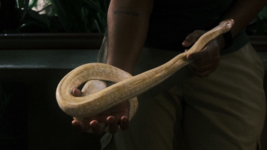 Person gently holding a light-colored snake with both hand.