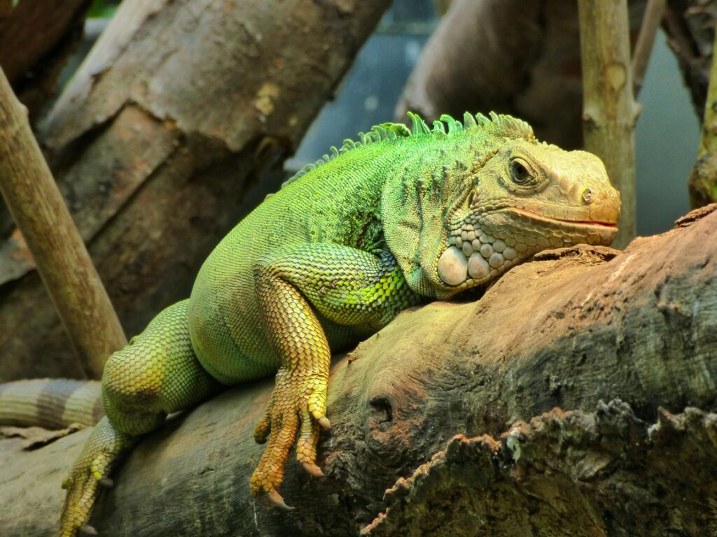 A green iguana lounges comfortably on a sturdy branch, basking in the sunlight amidst lush foliage.