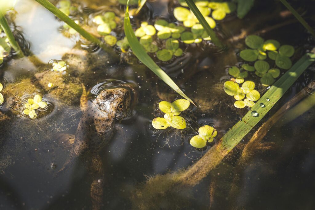Photo by Chris F: https://www.pexels.com/photo/a-frog-on-the-water-12568684/