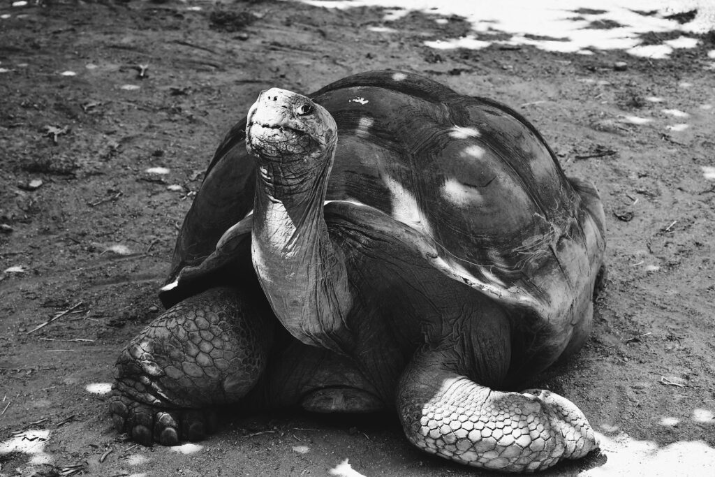 A black and white photo of a tortoise, showcasing its textured shell and calm demeanor against a soft background.