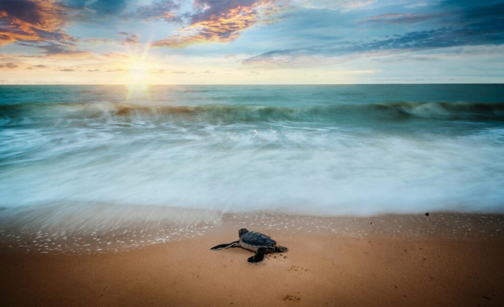 A turtle rests on the sandy beach as the sun sets, casting warm hues across the sky and reflecting on the water.