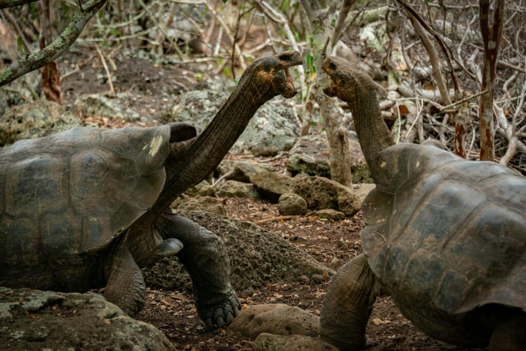 Two large tortoises engage in a fierce battle in their natural habitat, showcasing their strength and determination.