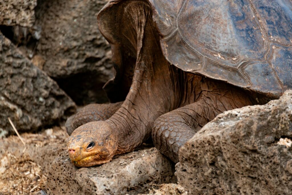 A large tortoise rests atop a pile of rocks, showcasing its textured shell against a natural rocky backdrop.