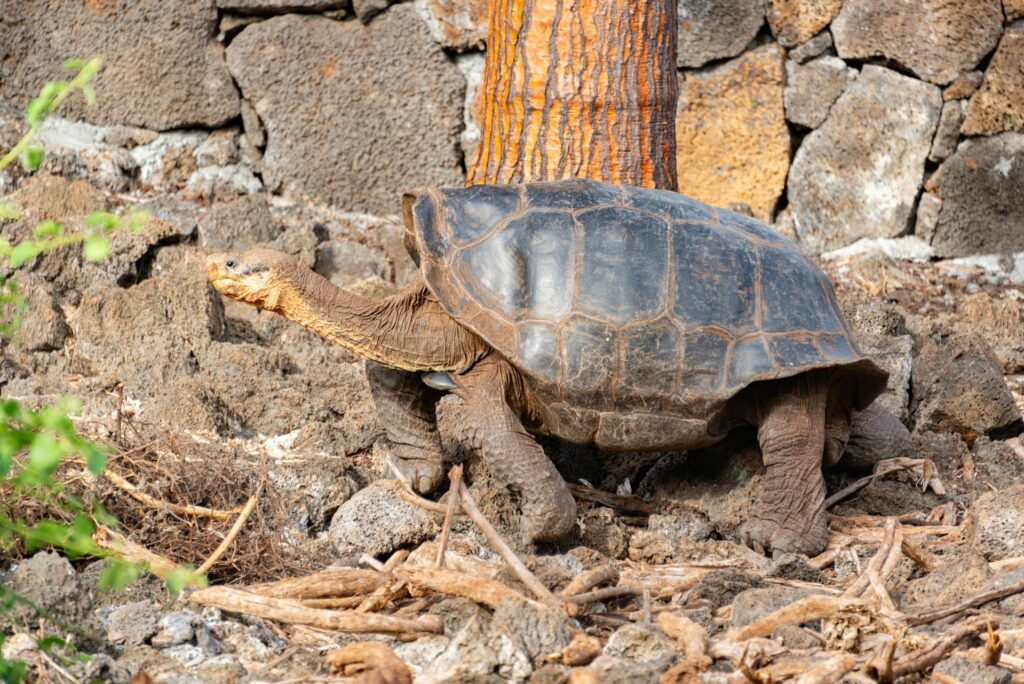 A large tortoise traverses the ground near a tree, emphasizing its size and the lush environment it inhabits.