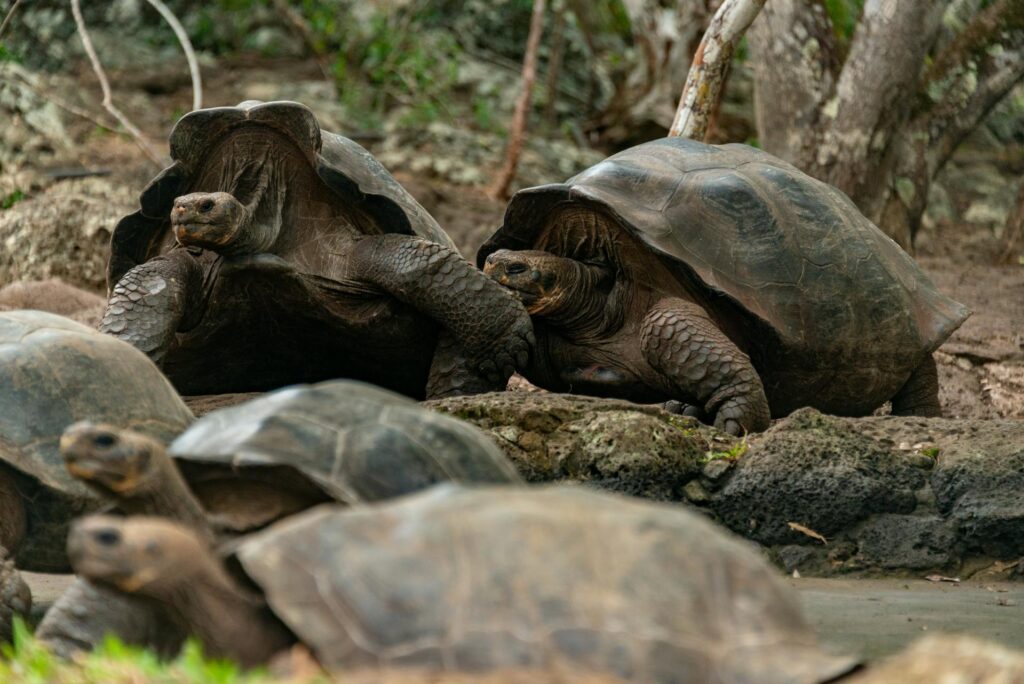 A group of large tortoises basking in the sun in their natural habitat, surrounded by lush greenery.