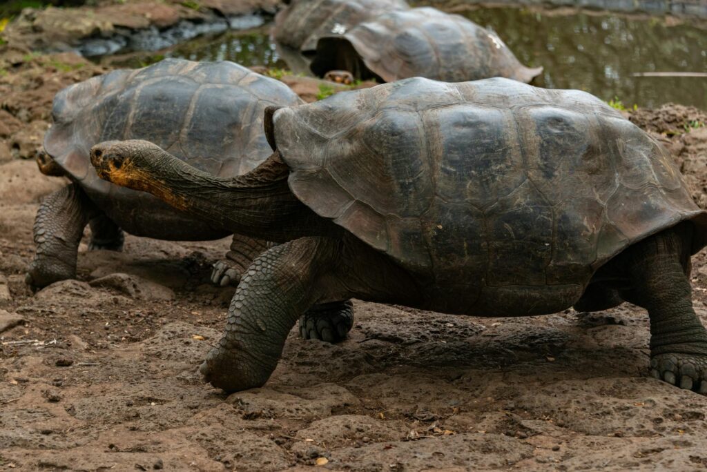 A large turtle traversing a path, its slow movement highlighting the natural beauty of its shell and surroundings.