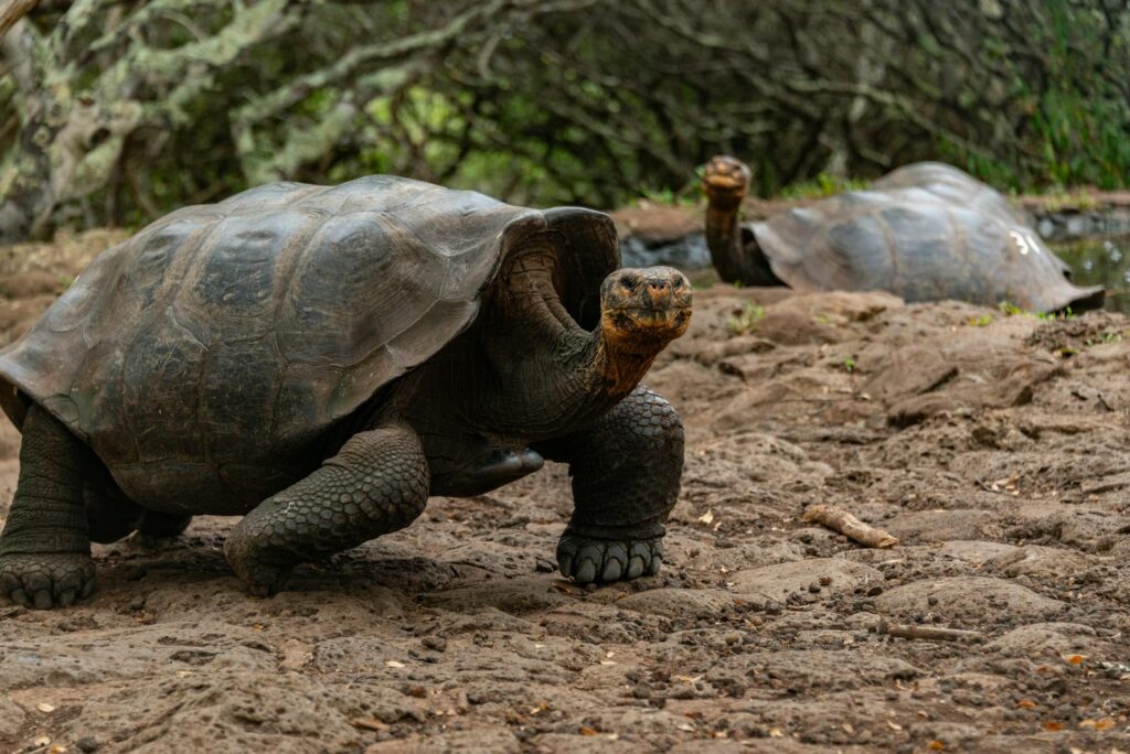 Two tortoises, each with a prominent shell, walking side by side on a dirt surface under a clear sky.