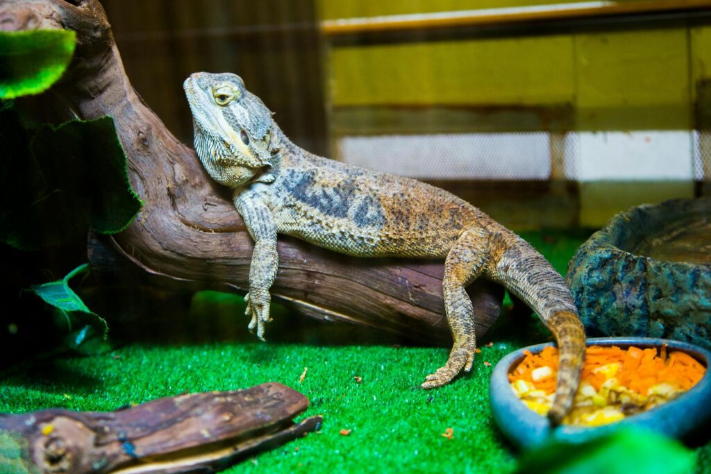 A lizard on a branch in a cage, displaying its unique colors and textures.