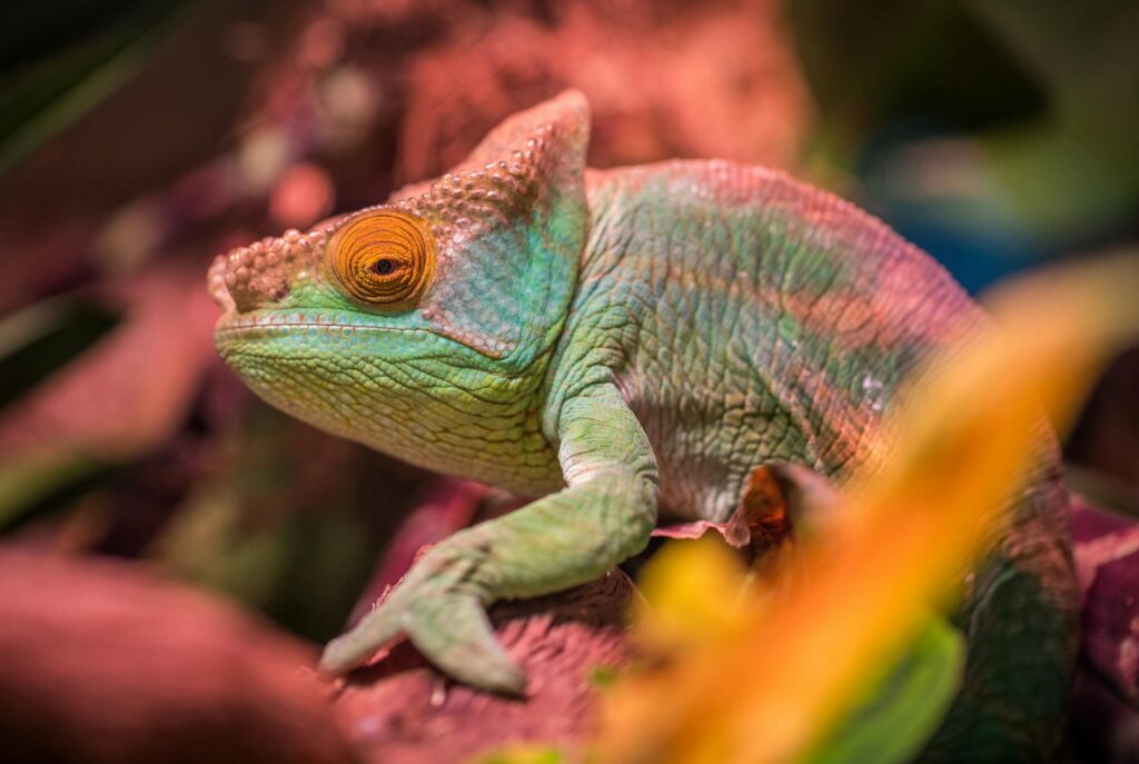 A chameleon perched on a branch surrounded by vibrant, colorful leaves in a lush environment.